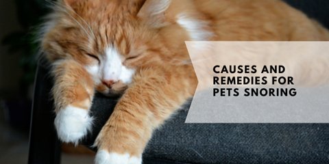 Causes and Remedies for Pets Snoring - SnoreStop