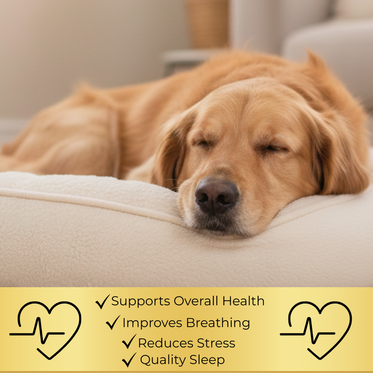 Golden retriever resting on soft bed with banner highlighting benefits of natural pet snoring relief spray